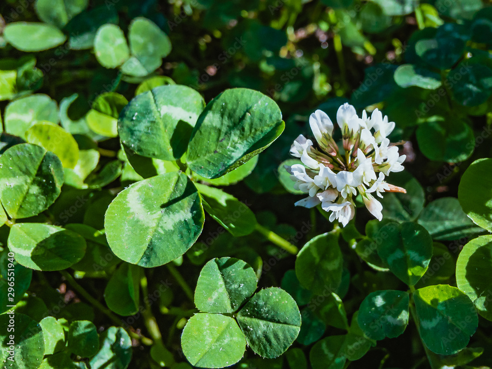 White flower and green clover trefoil photographed at close range on a sunny autumn day. White flower and green clover trefoil photographed at close range on a sunny autumn day.