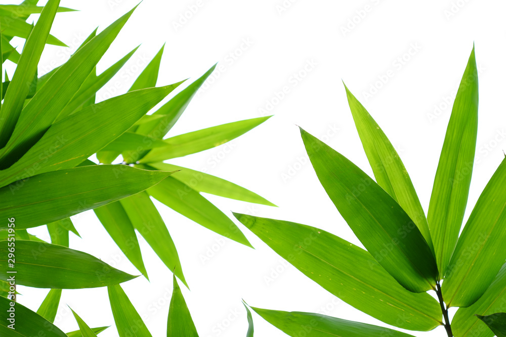 Fototapeta premium green bamboo leaf on white background
