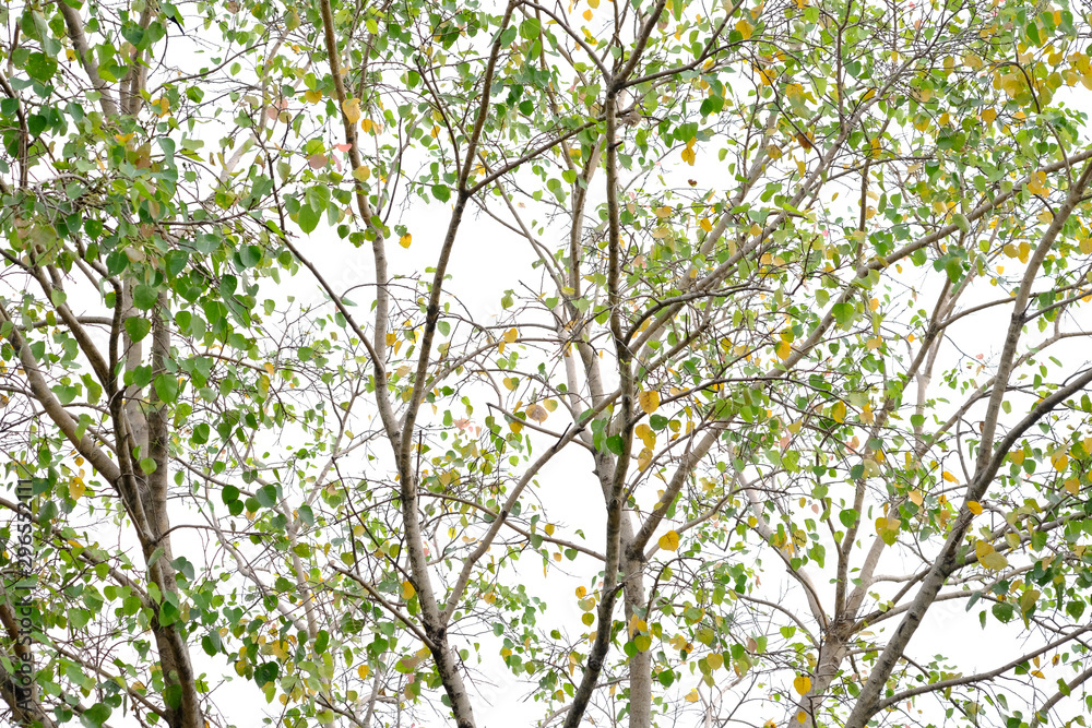 bodhi tree on white background bodhi tree on white background