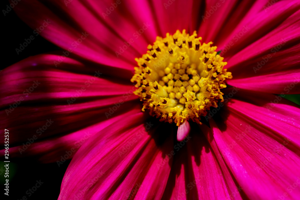 closeup yellow pollen of pink cosmos flower closeup yellow pollen of pink cosmos flower