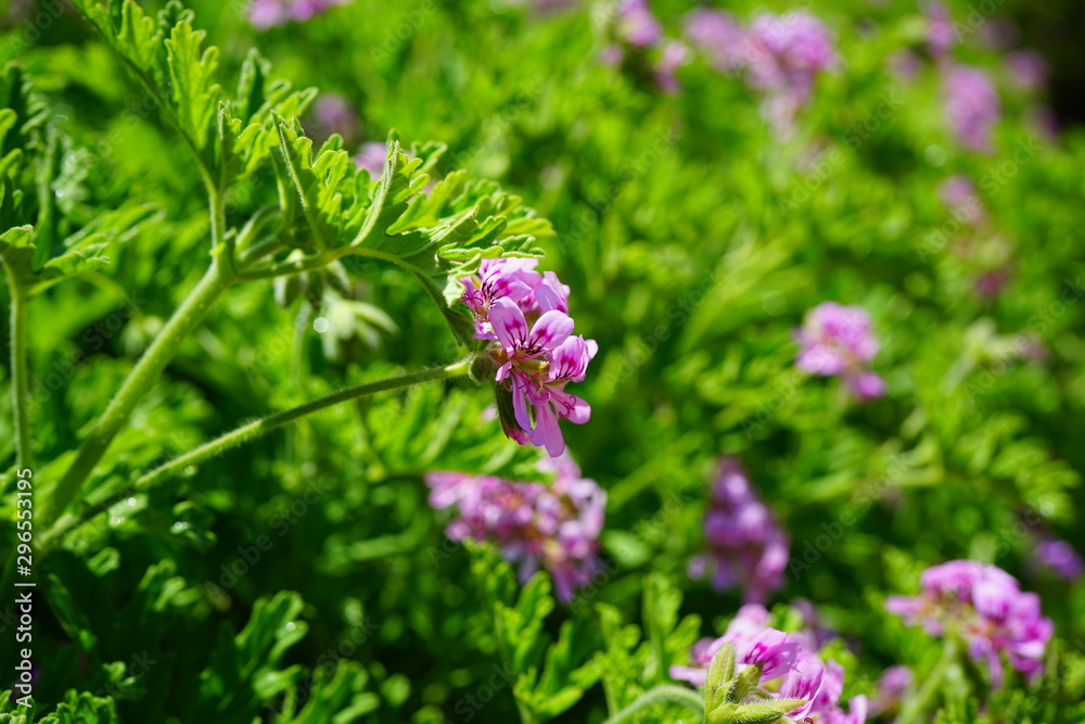 Pink flowers of citronella geranium (pelargonium odorantissimum) Pink flowers of citronella geranium (pelargonium odorantissimum)