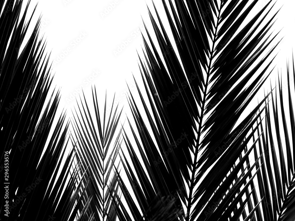 Obraz premium beautiful palms leaf on white background