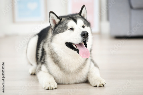 Malamute dog lying on the floor at home