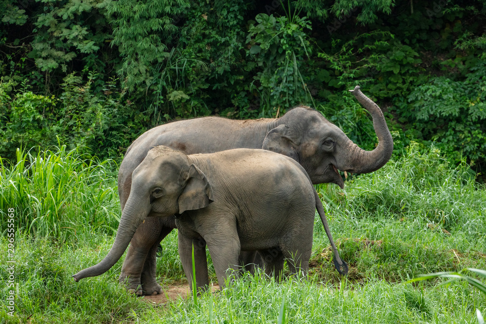 Obraz premium Thai Elephant in jungle