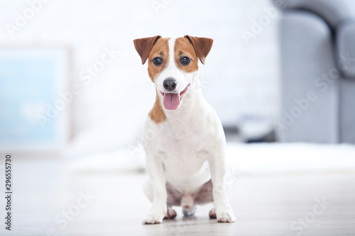 Beautiful Jack Russell Terrier dog sitting at home
