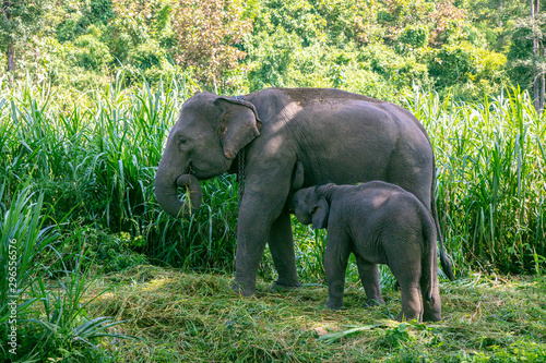 Thai Elephant in jungle © rueangrit