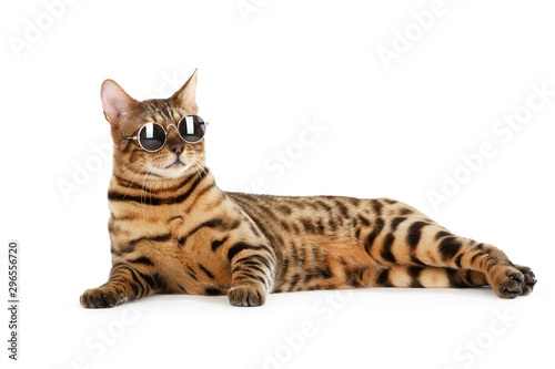 Beautiful brown cat in sunglasses isolated on white background