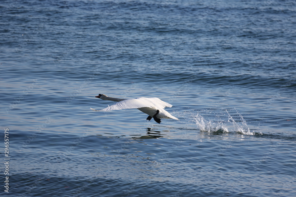 aves varias 