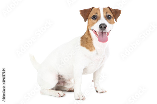 Fototapeta Beautiful Jack Russell Terrier dog isolated on white background