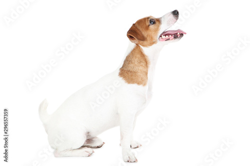 Fototapeta Beautiful Jack Russell Terrier dog isolated on white background