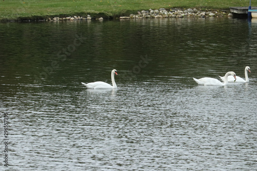 Swans as a group