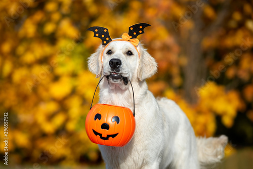 happy dog holding a pumpkin in mouth for Halloween