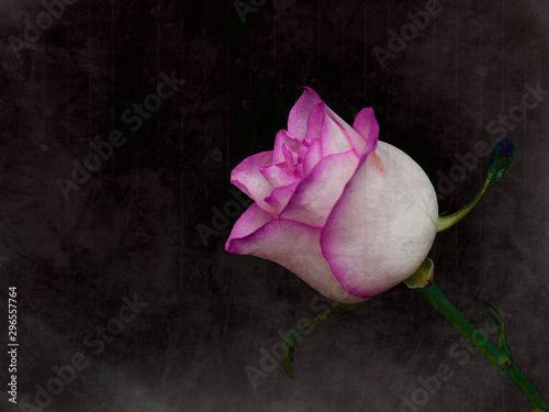 rose flower on old black paper texture - vintage style