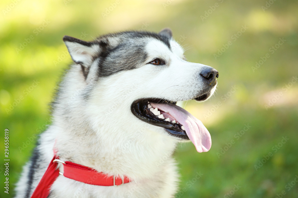 Malamute dog in the park