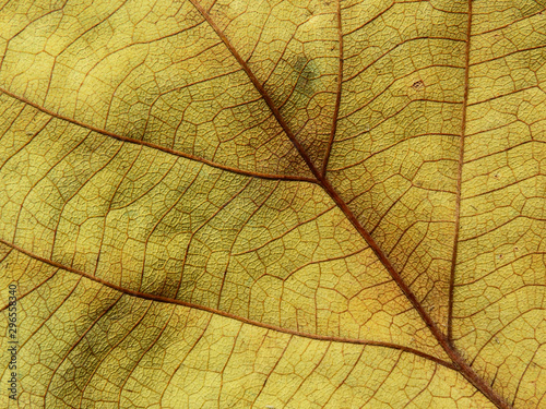 dry yellow leaf texture