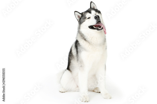 Malamute dog isolated on white background photo