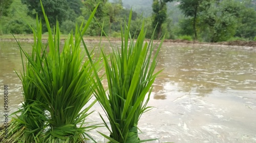 Green grass in the pond