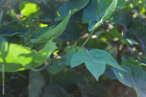 Green cotton field in India 