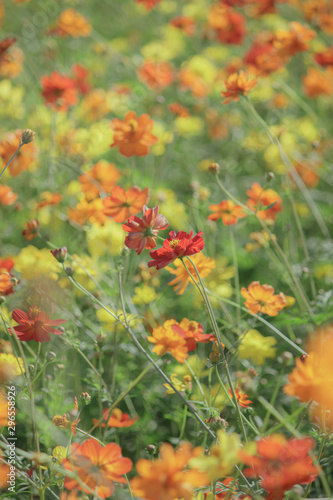 キバナコスモスのお花畑 © hoom1346