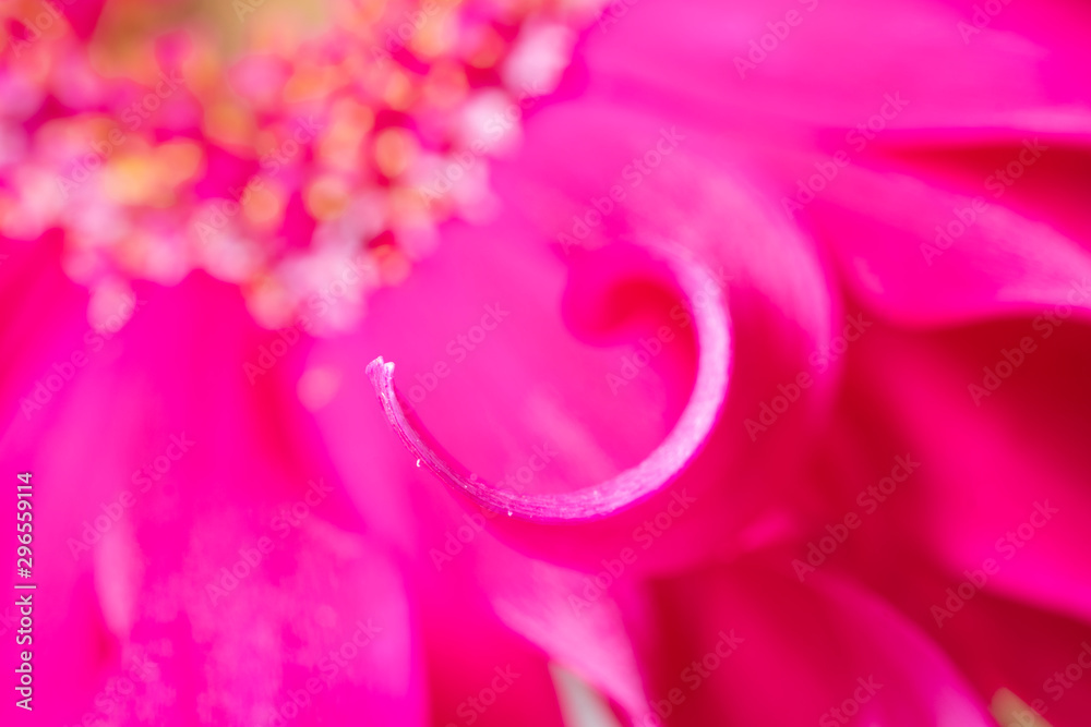 Colorful Flower leaves in bouqet of flowers Colorful Flower leaves in bouqet of flowers