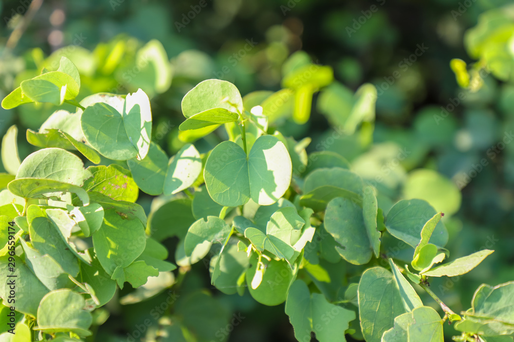Obraz premium The branch of the Apta tree leaf, which has symbolic importance on the occasion of Dussehra festival.