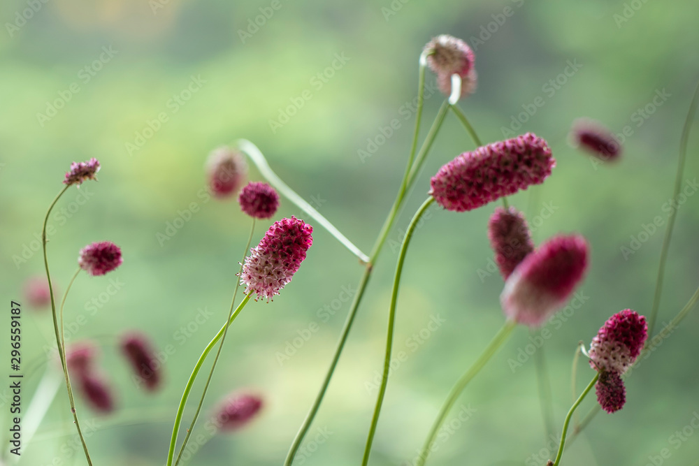 Obraz premium Colorful Flower leaves in bouqet of flowers