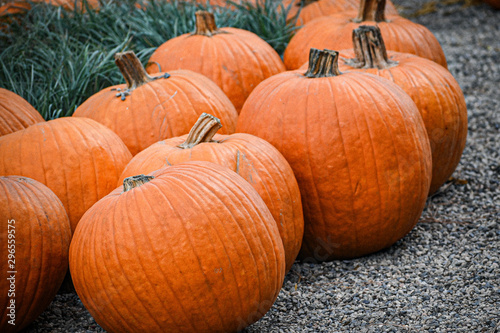 Pumpkins in a group