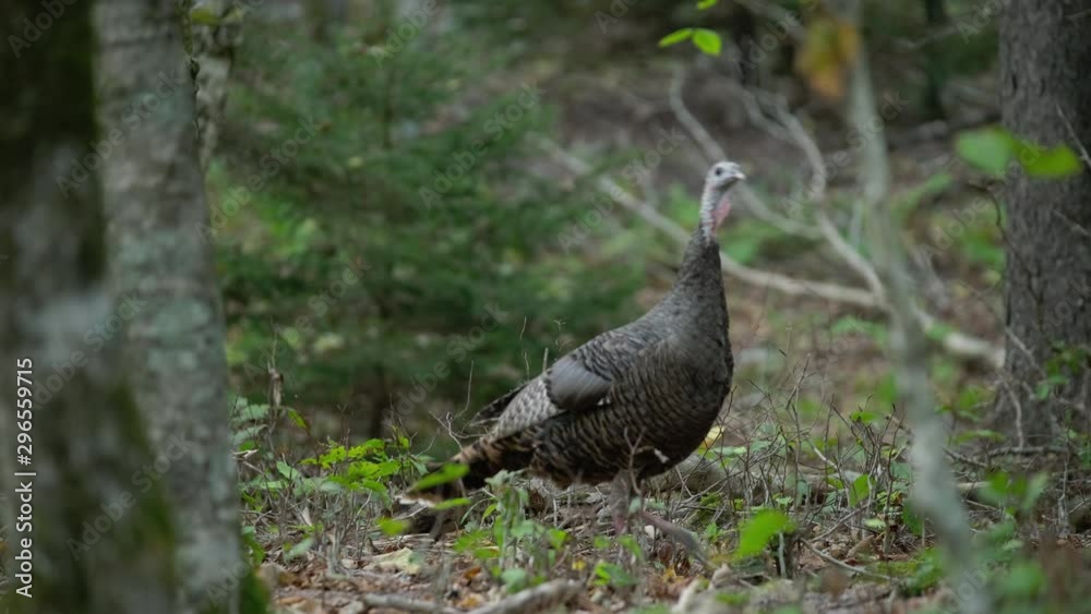 flock of wild turkeys at dusk, foraging in a cove in the forest of Grayson Highlands state park in Virginia, USA in Autumn