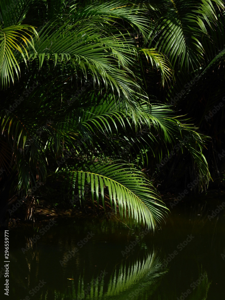 green coconut leaf with water reflection in the pond