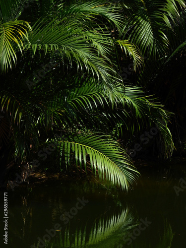 green coconut leaf with water reflection in the pond