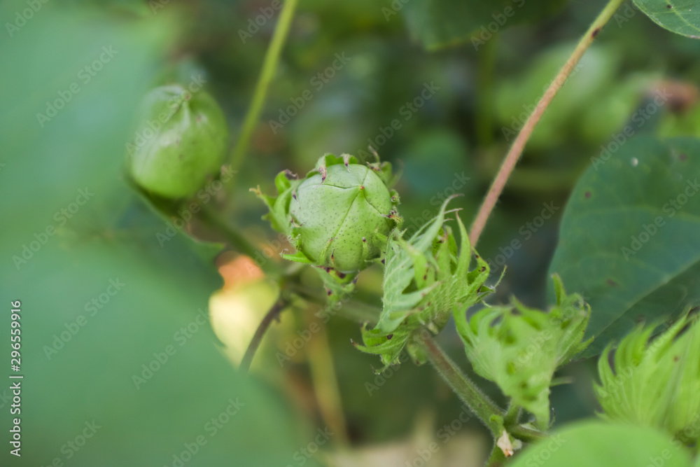 Green cotton field in India 