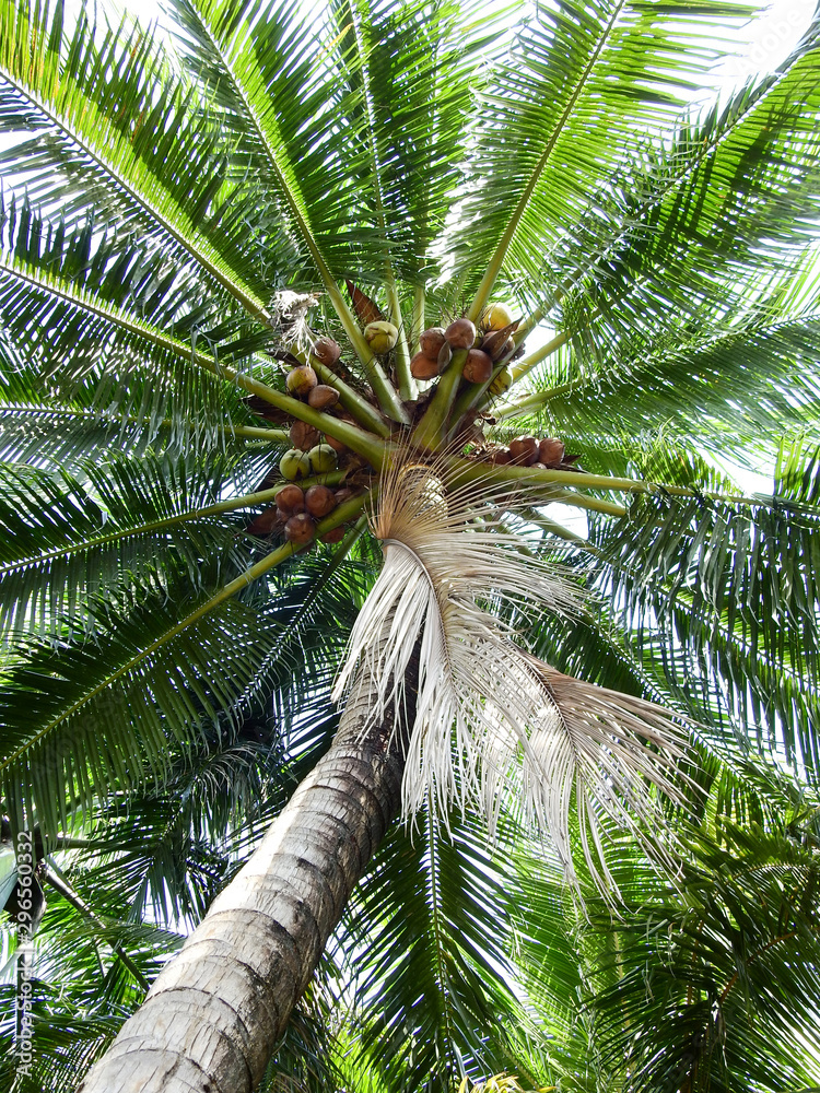 Obraz premium coconut tree in garden