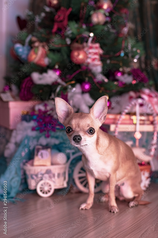 Smooth-haired Chihuahua dog on a Christmas background. New year concept. Portrait of smooth-haired beige Chihuahua against the beautiful bokeh