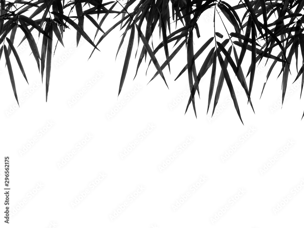 Fototapeta premium black and white bamboo leaf on white background
