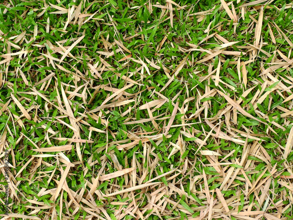 dry bamboo leaf fall on green grass lawn