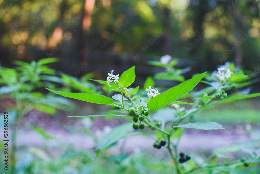 花 花