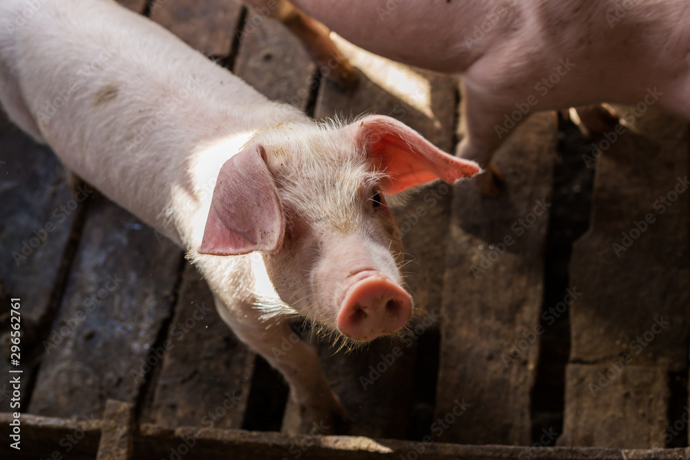 Dirty pig livestock rural farm Dirty pig livestock rural farm