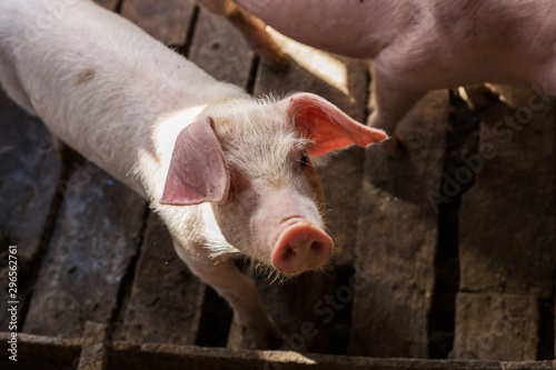 Dirty pig livestock rural farm © themorningglory