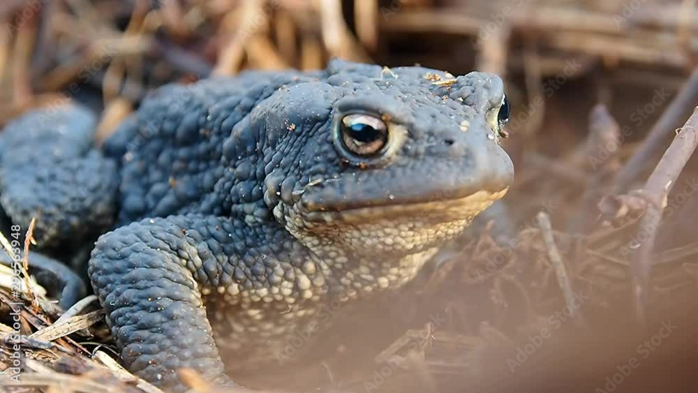 The toad is beautiful up close. Amphibious frog in its natural habitat. The toad is beautiful up close. Amphibious frog in its natural habitat.