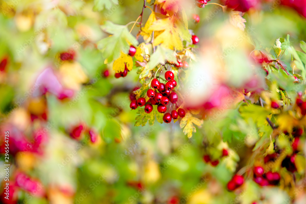 red hawthorn berries red hawthorn berries