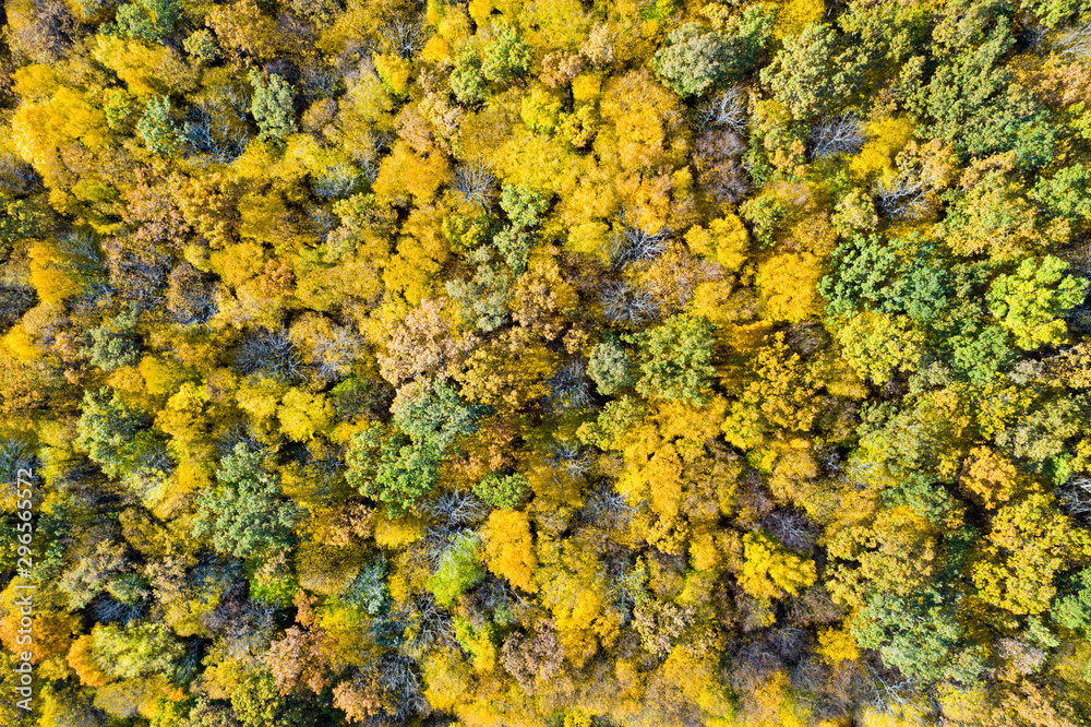Aerial view ofautumn forest. Beautiful landscape with  trees with red and orange leaves. Highway through the forest. Top view from flying drone. Autumn nature