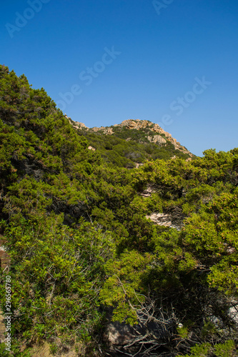 landscape with trees and blue sky