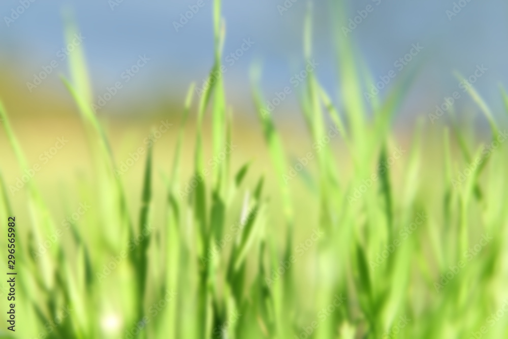 blurred photo of juicy green grass with dew and rain drops, background