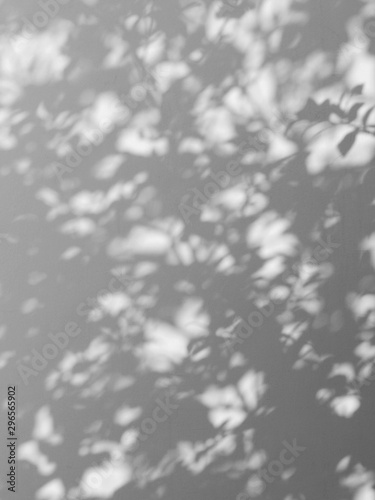 abstract shadow of the leaves on a white wall background