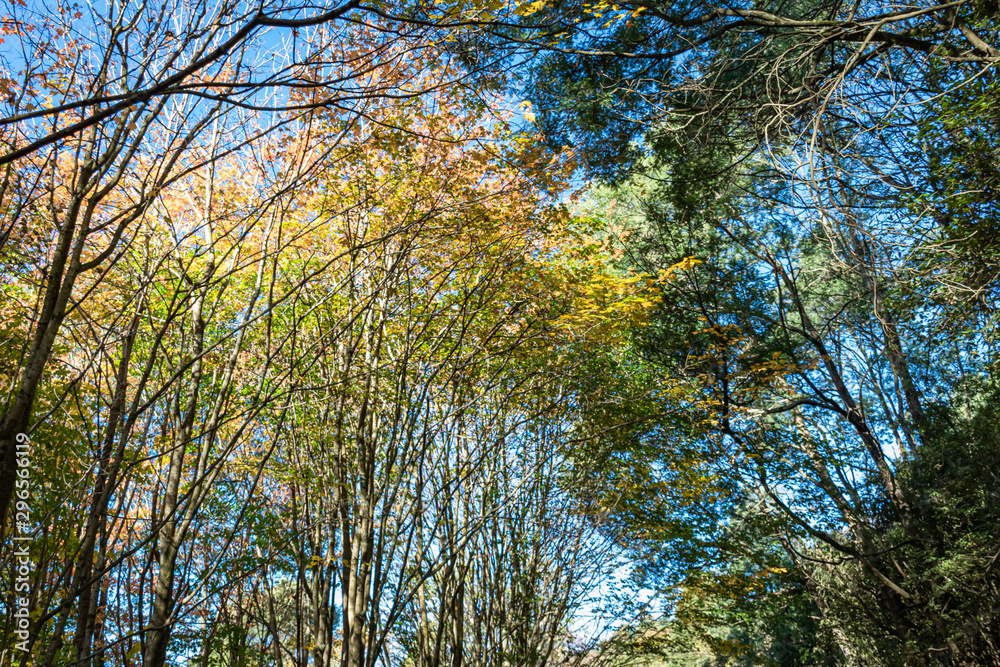 Fototapeta premium yellow tree in autumn