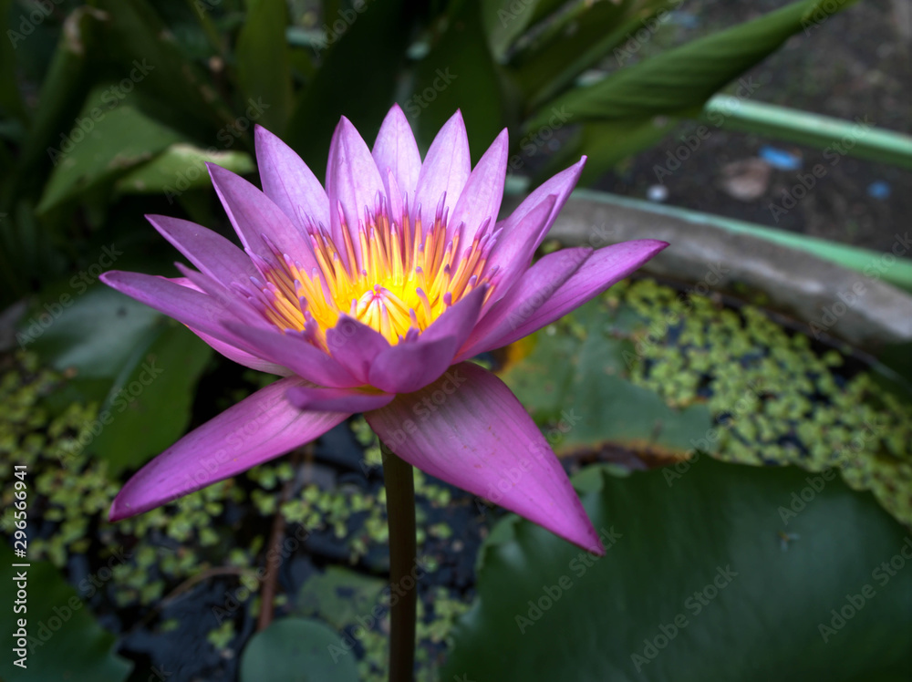 Pink Lotus flower in the garden Pink Lotus flower in the garden