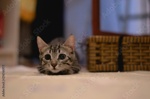 Photos Adorable striped cat with big eyes and dilated pupils playing in a house
