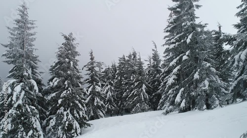 Tall dense old spruce trees grow on a snowy slope photo