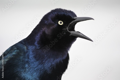 male boat tailed grackle calling photo