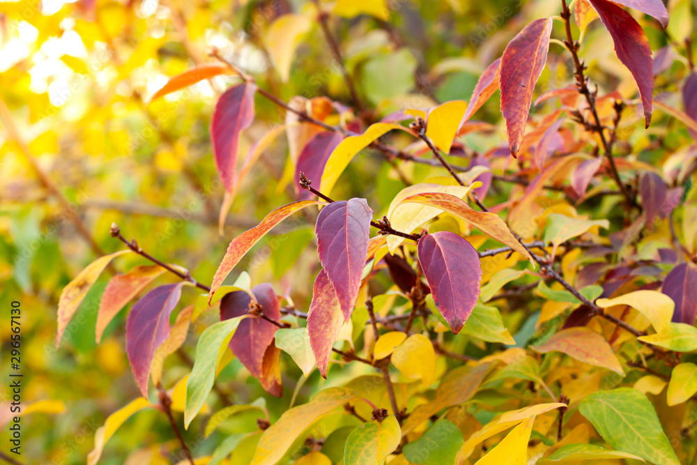 Autumn tree with colorful leaves. Close up seasonal texture Autumn tree with colorful leaves. Close up seasonal texture